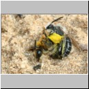 Andrena barbilabris - Sandbiene 18b 10mm Paarung unter Aufsicht von Nomada alboguttata Sandgrube Niedringhaussee.jpg